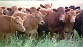 Rosgan rematará mañana 16.155 cabezas