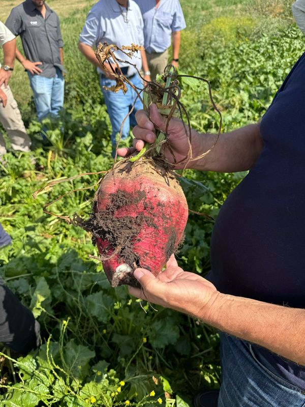 remolacha forrajera en el campo