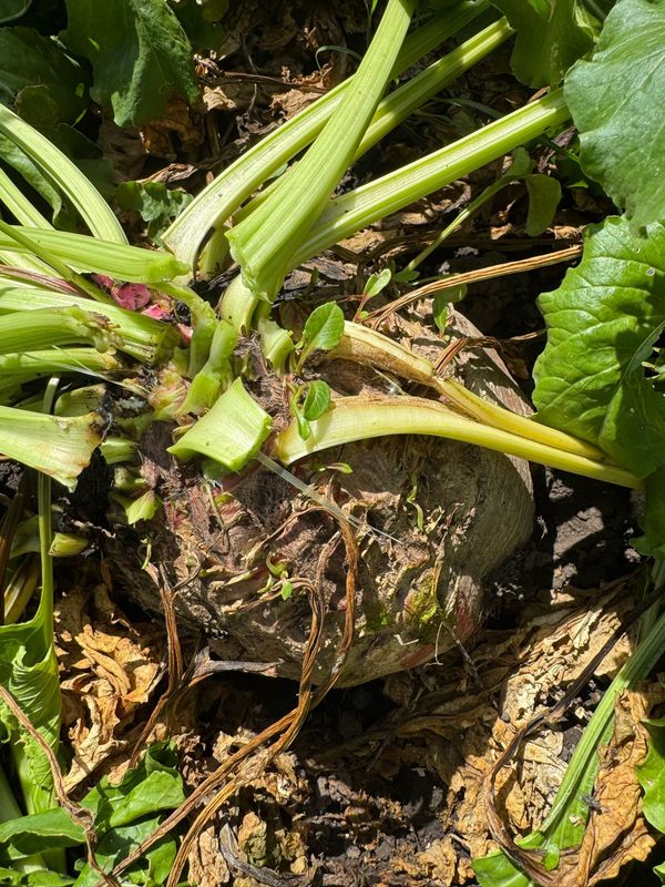 remolacha en estancia benetton