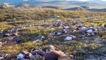 Sin precedentes: un rayo mató a 323 renos en un parque natural de Noruega