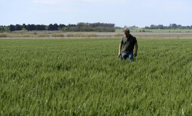 Un 62% de la renta de una hectárea se la queda el Estado: crecen los impuestos nacionales no coparticipables