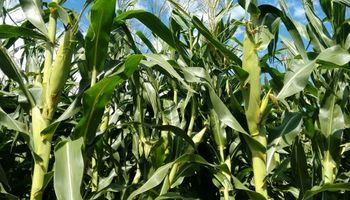 Campaña 16/17: el maíz le gana en rentabilidad a la soja