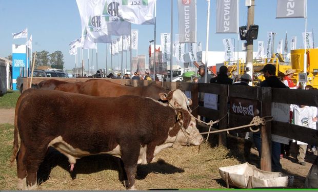 Reconocidas cabañas diez años junto a AgroActiva Ganadera.