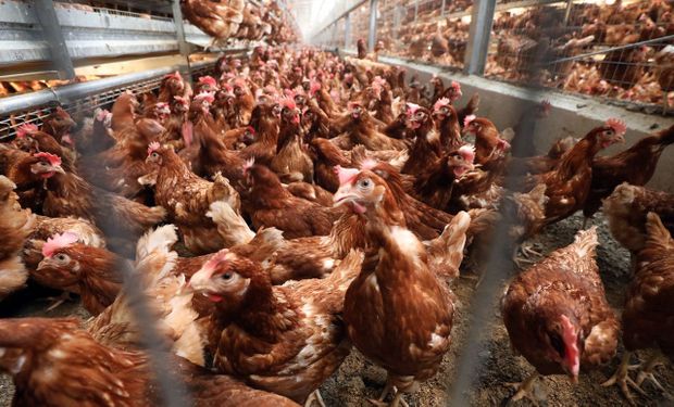 La gripe aviar se propaga y República Checa enfrenta su peor brote