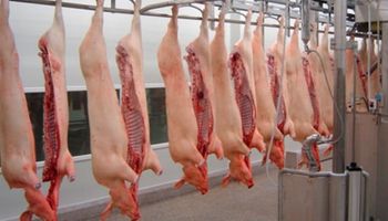 Prohíben el ingreso de carne porcina de EEUU a La Pampa, para preservar estatus sanitario local