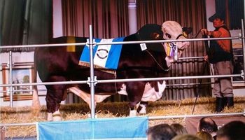 Pagaron $ 580.000 por el 50% de un toro Braford