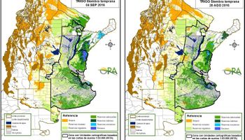 El trigo no notó la ausencia de agua