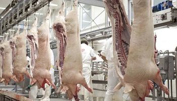 El sector porcino pide no suspender los frigoríficos ante un caso de coronavirus