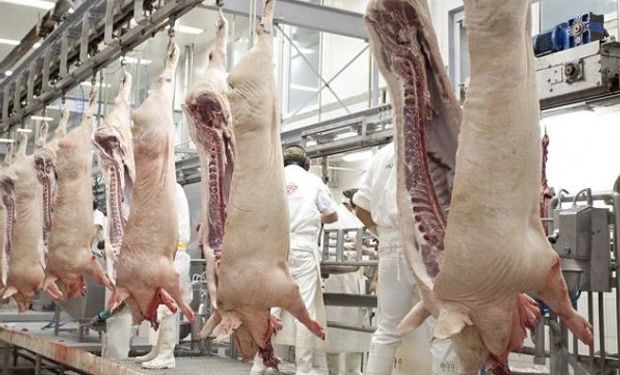 El sector porcino pide no suspender los frigoríficos ante un caso de coronavirus