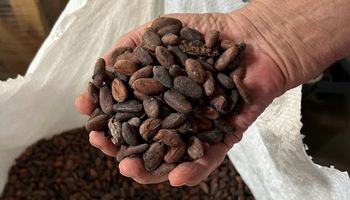 Resistência e resiliência no cacau: cooperativa do Pará garante renda a 200 famílias