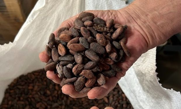 Resistência e resiliência no cacau: cooperativa do Pará garante renda a 200 famílias