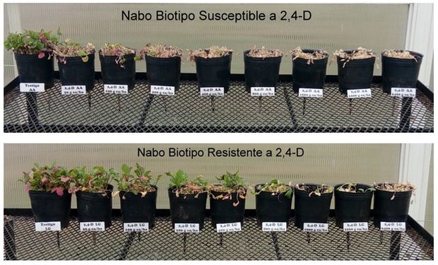 Bioensayo de dosis respuesta a los 35 días desde la aplicación.