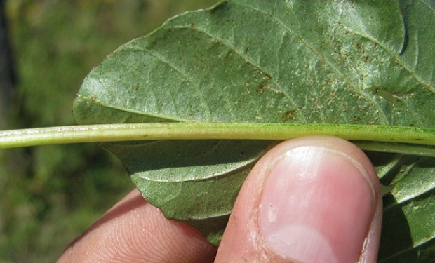 Confirman la resistencia de Amaranthus palmeri a glufosinato de amonio: ¿Se puede repetir la historia del glifosato?