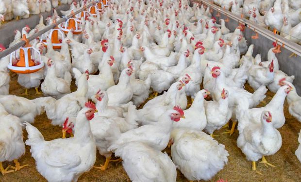 Oficializan las compensaciones al sector avícola: cómo tramitar el subsidio de hasta $ 30.000 por tonelada de soja