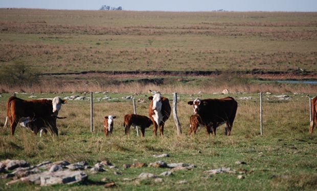 Restricciones al campo: la incertidumbre golpea al stock y la producción ganadera