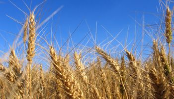 Retención efectiva del trigo supera el 35%