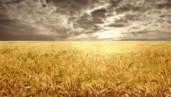 Récord para la retención efectiva en trigo
