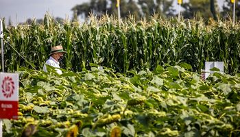Una hectárea de maíz paga hasta $69.264 de impuestos y los costos aumentaron un 118% en dólares contra el 2008