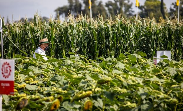 Una hectárea de maíz paga hasta $69.264 de impuestos y los costos aumentaron un 118% en dólares contra el 2008