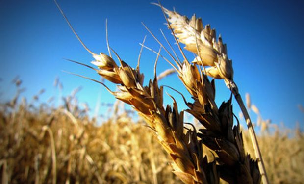 Se suman pedidos de eliminación de retenciones al trigo