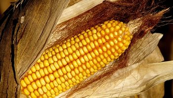 Retenciones anticipadas de maíz por más de 490 M/u$s.
