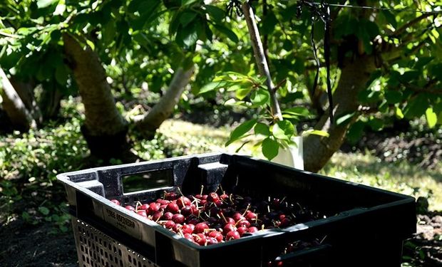 Con bajas (pero también varias subas): cómo quedaron finalmente las retenciones para el campo en 2021