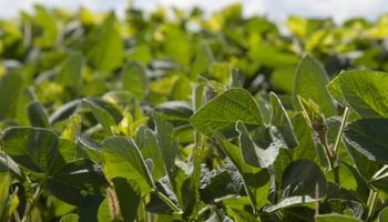 Agroindustria reglamentó el "Estímulo Agrícola Plan Belgrano"