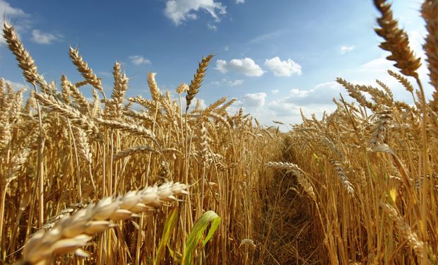 Domínguez: hubo errores con el trigo