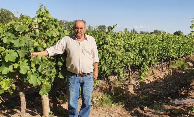 Productores vitivinícolas rechazan el aumento de retenciones que sufrió el vino: "Que fácil es decir cambiá el negocio"