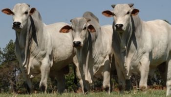 Retirada de tarifa pelos EUA anima mercado e traz expectativa de melhora na arroba do boi