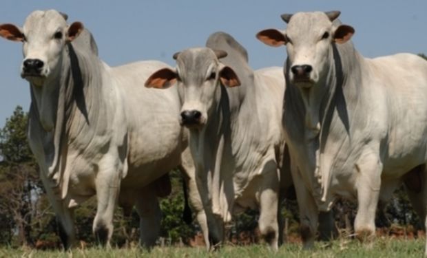 Retirada de tarifa pelos EUA anima mercado e traz expectativa de melhora na arroba do boi