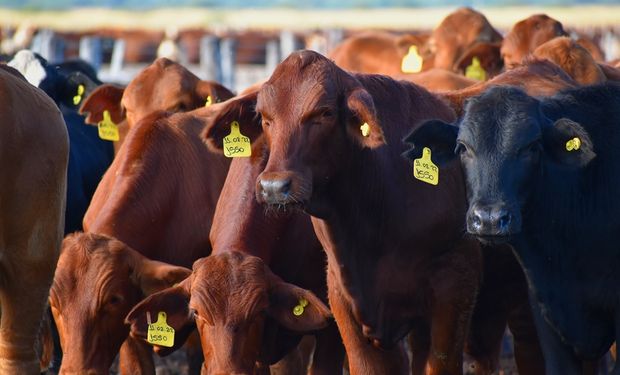 La empresa agropecuaria que consiguió US$ 20 millones para expandir la producción: las ofertas que recibió rozaron los US$ 46 millones