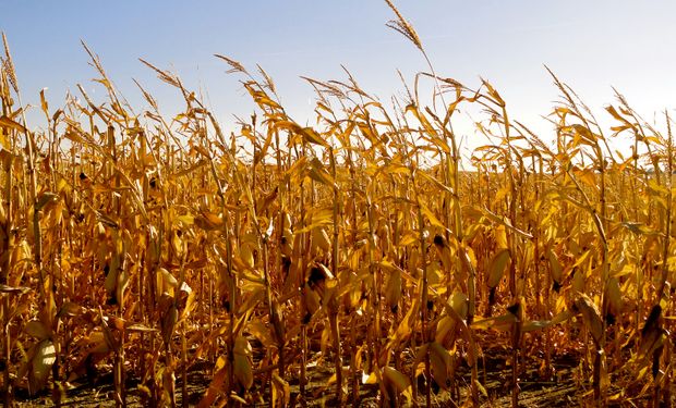Preocupa atraso histórico en la cosecha de maíz