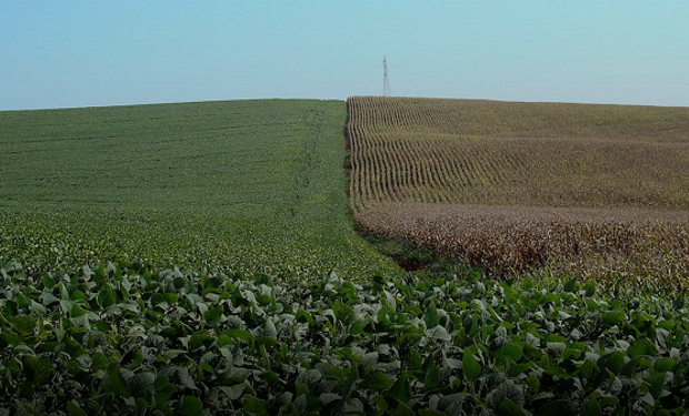 Foto: Reuters. Campos de maíz y soja en Rio Grande Do Sul