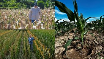 El "rey del maíz" reveló los 24 pasos para batir el récord de rinde y alertó sobre los grandes problemas que tiene la agricultura argentina: "¿Estoy loco? Quizás si, pero estúpido no soy"