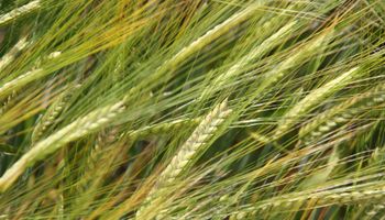 Cultivo en auge: la megaoperación que involucra a dos gigantes de la semilla