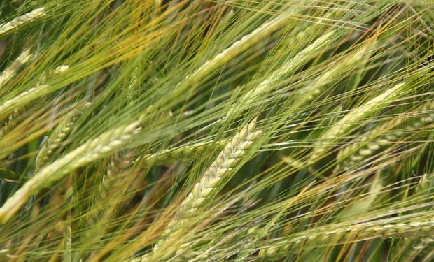 Cultivo en auge: la megaoperación que involucra a dos gigantes de la semilla