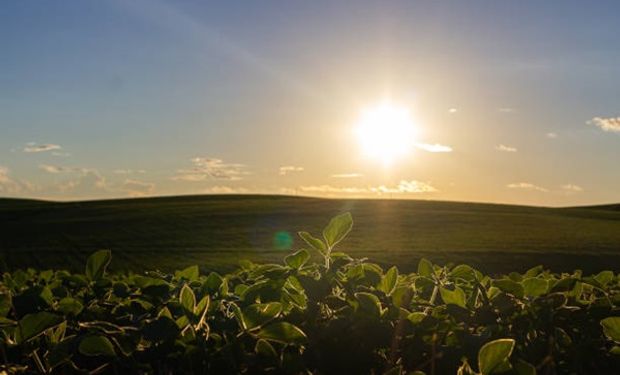 El precio de la soja, apuntalado por la preocupación por el clima en Brasil: cuánto se pagó en Rosario