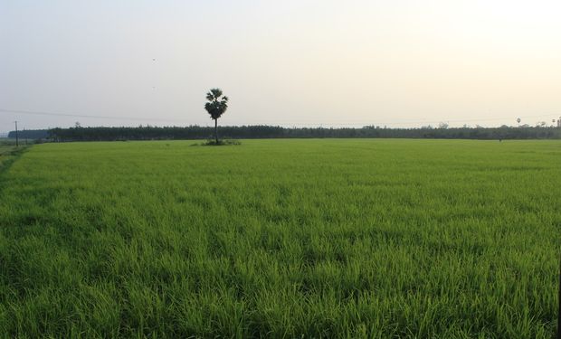 Google cerró acuerdo con empresa ligada al agro para comprar créditos de carbono