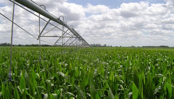 Hasta 80 quintales de trigo y 170 de maíz: cuál es el potencial de área bajo riego
