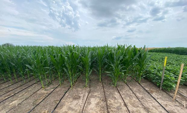 "Me sorprende": la vivencia de un productor en la previa al mayor encuentro de los nuevos insumos para el agro