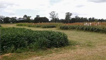 Se abre el abanico de cultivos para el centro árido de la Argentina