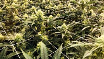 Cannabis: el productor que quiere industrializar el cultivo con un rinde de 4.000.000 frascos por hectárea al año