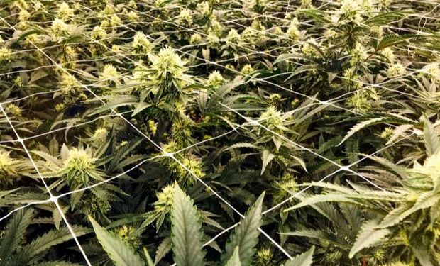 Cannabis: el productor que quiere industrializar el cultivo con un rinde de 4.000.000 frascos por hectárea al año
