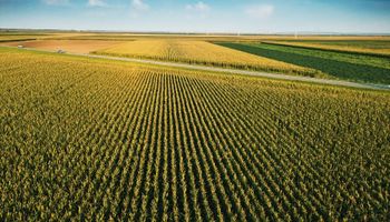 Alarmante estudio: el rinde del maíz podría caer un 24% por el cambio climático