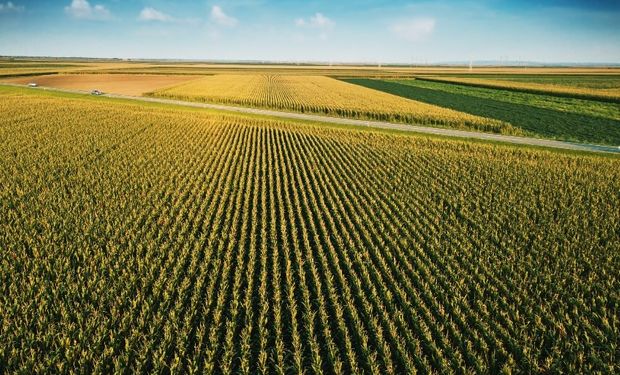 Alarmante estudio: el rinde del maíz podría caer un 24% por el cambio climático