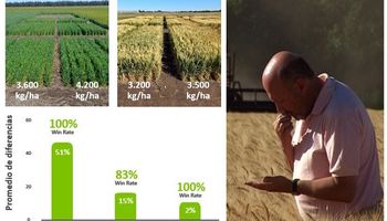 Cuánto rindió el trigo HB4 vs. la variedad más sembrada del mercado: los resultados de más de 20 localidades