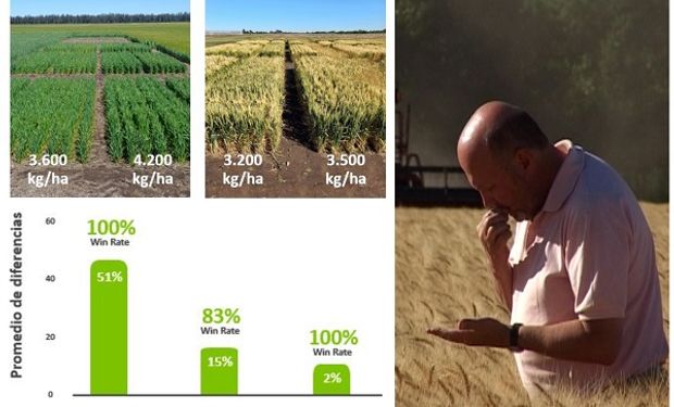 Cuánto rindió el trigo HB4 vs. la variedad más sembrada del mercado: los resultados de más de 20 localidades