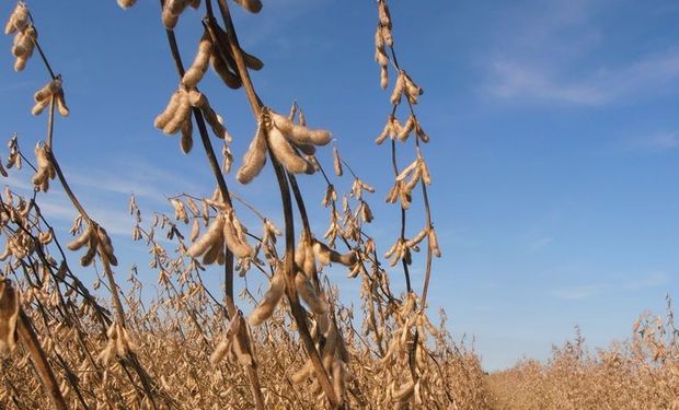 La escalada por la obtención de más kilos por hectárea conlleva una consecuencia inexorable: la merma en contenido proteico.