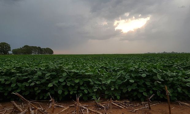 Por la falta de lluvias, la oleaginosa viene resignando un 11 por ciento de su rendimiento..